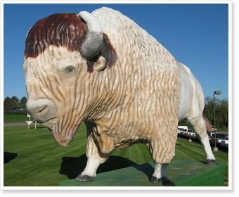Prostrollo White Buffalo